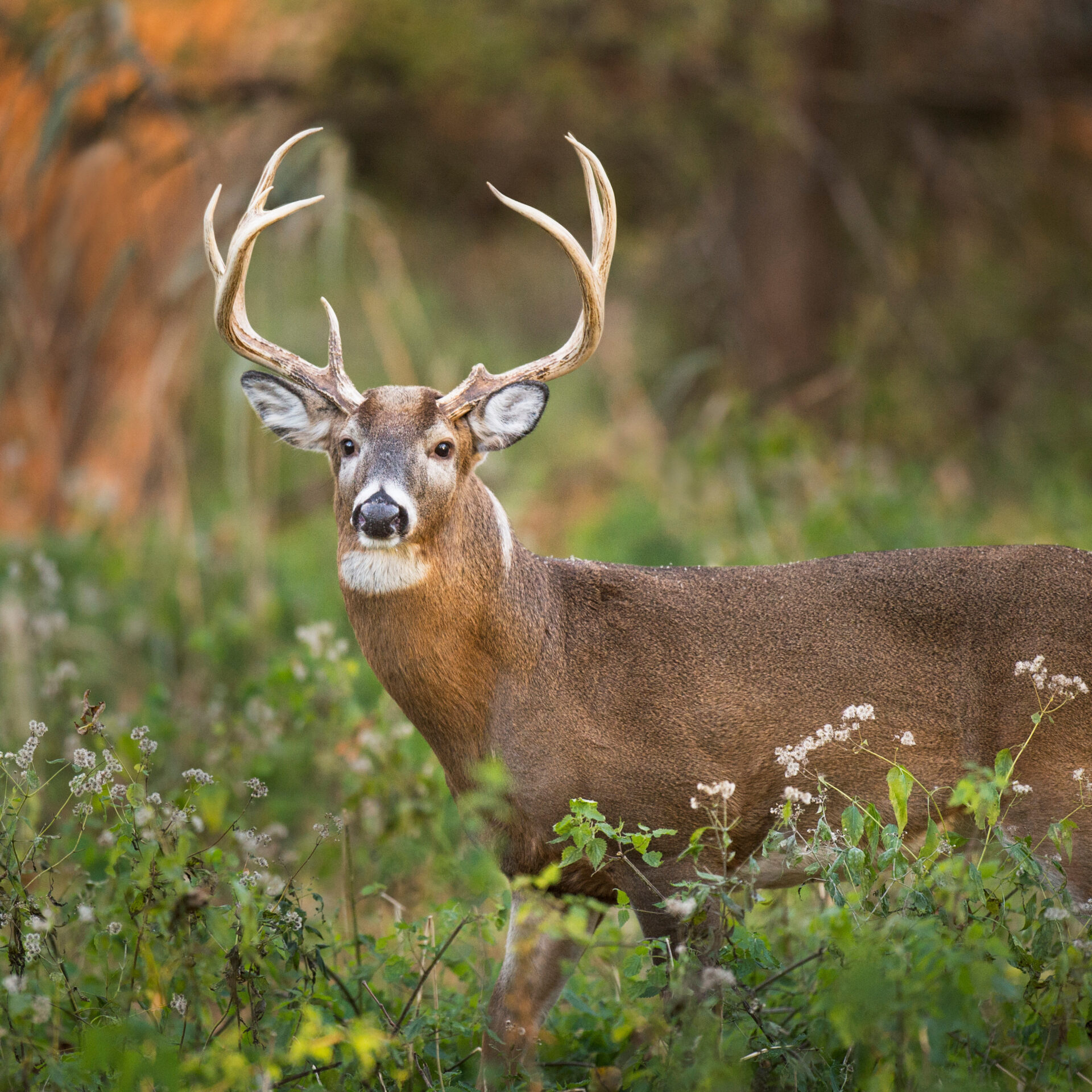 Les Hautes-Laurentides affichent un bilan 2024 exceptionnel pour la chasse au chevreuil, avec des récoltes marquantes dans les zones 10, 11 et 12. Photo Adobe Stock