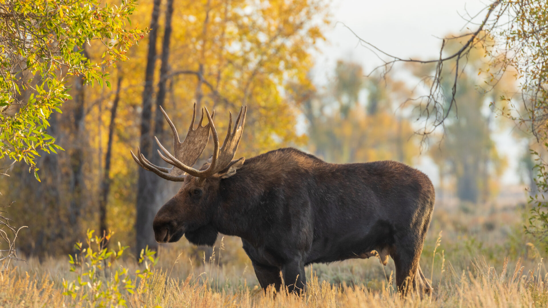 Bilan de la chasse à l'orignal en 2025. Photo Adobe Stock