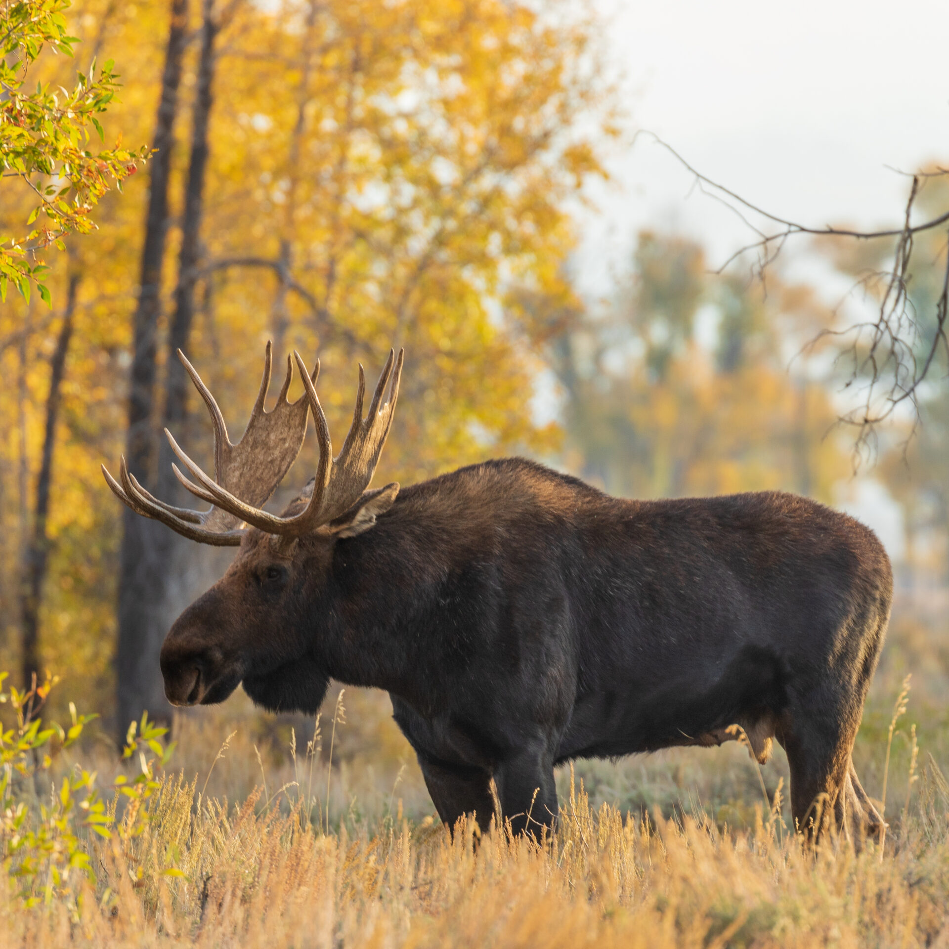 Bilan de la chasse à l'orignal en 2025. Photo Adobe Stock