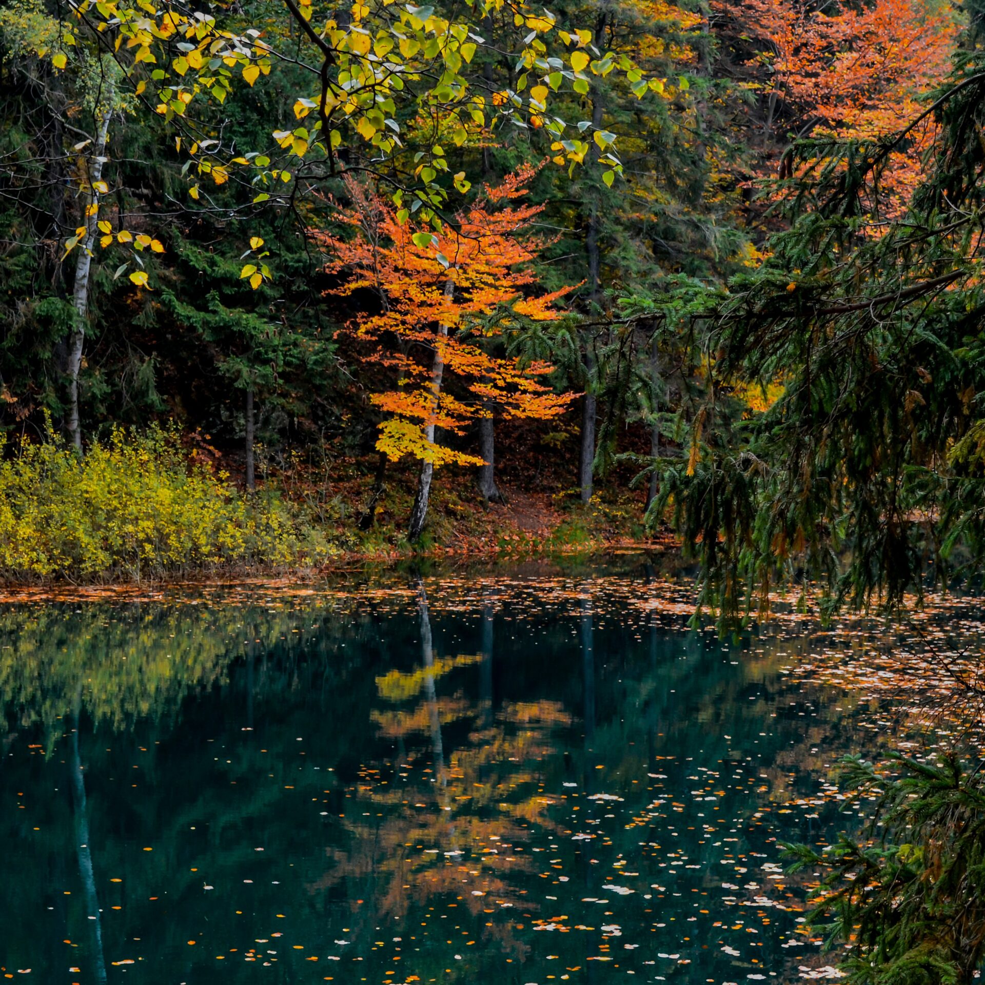 Des corridors écologiques vitaux seront pérennisés dans les Laurentides, aussi en Outaouais.
(Photo Pixabay)