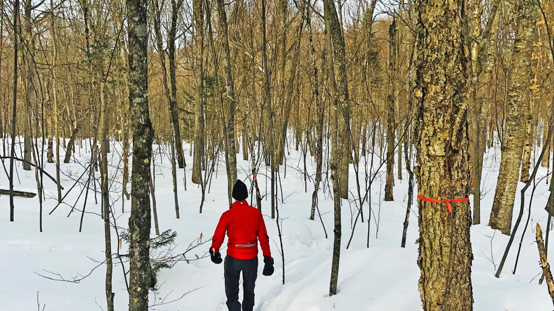 Photo Patrice Francoeur