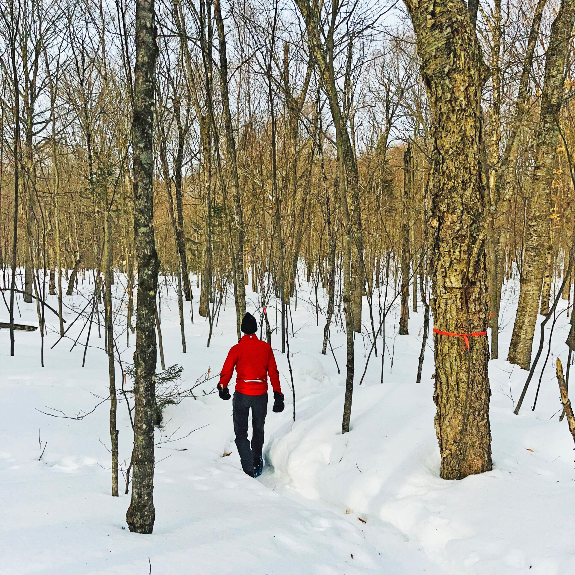 Photo Patrice Francoeur