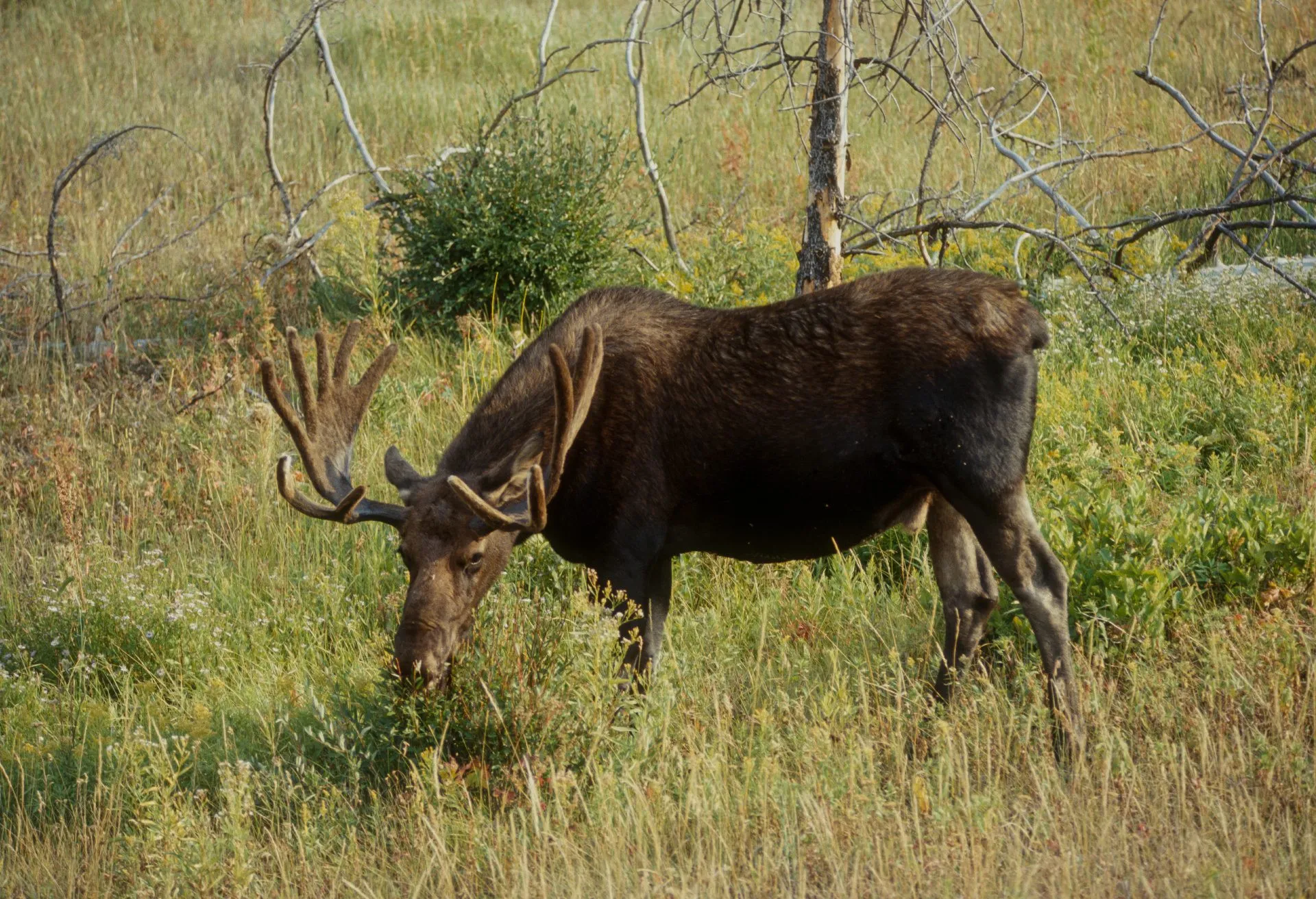 Des récoltes record marquent la saison 2024 de la chasse à l’orignal au Québec, notamment dans les Hautes-Laurentides (Photo gracieuseté)