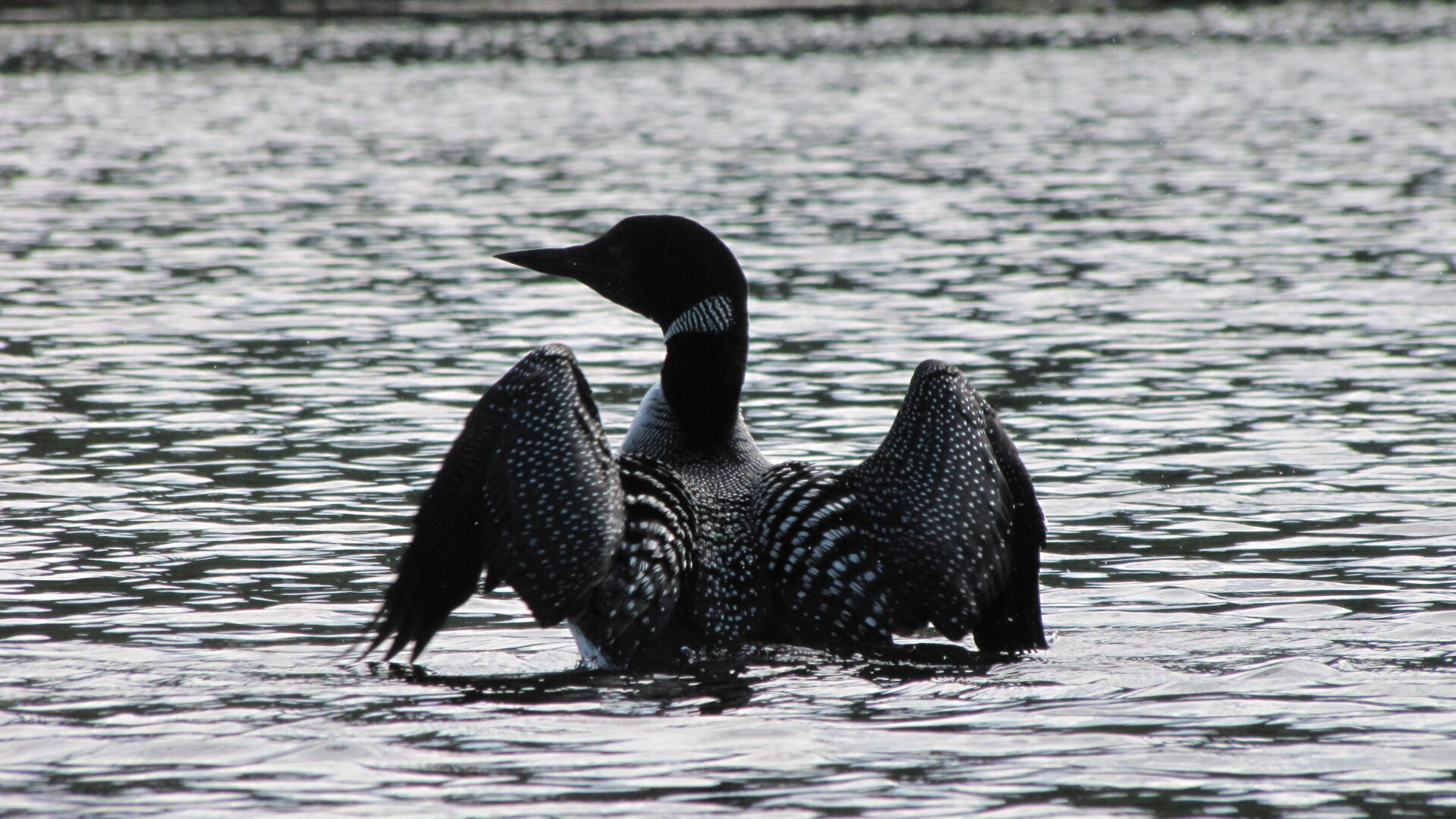Tout comme l’être humain, l’eau est un élément essentiel à la survie de la faune, ici, un huard.
(Photo gracieuseté COBALI)