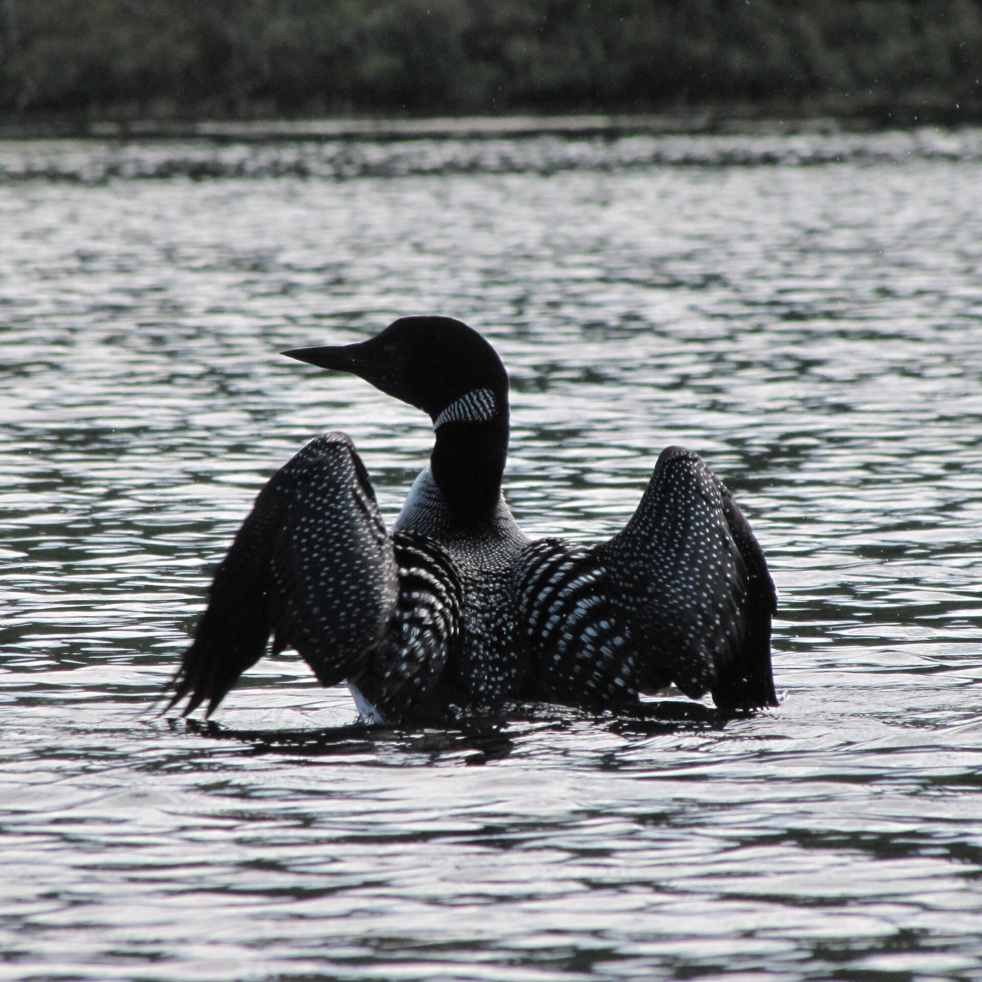 Tout comme l’être humain, l’eau est un élément essentiel à la survie de la faune, ici, un huard.
(Photo gracieuseté COBALI)