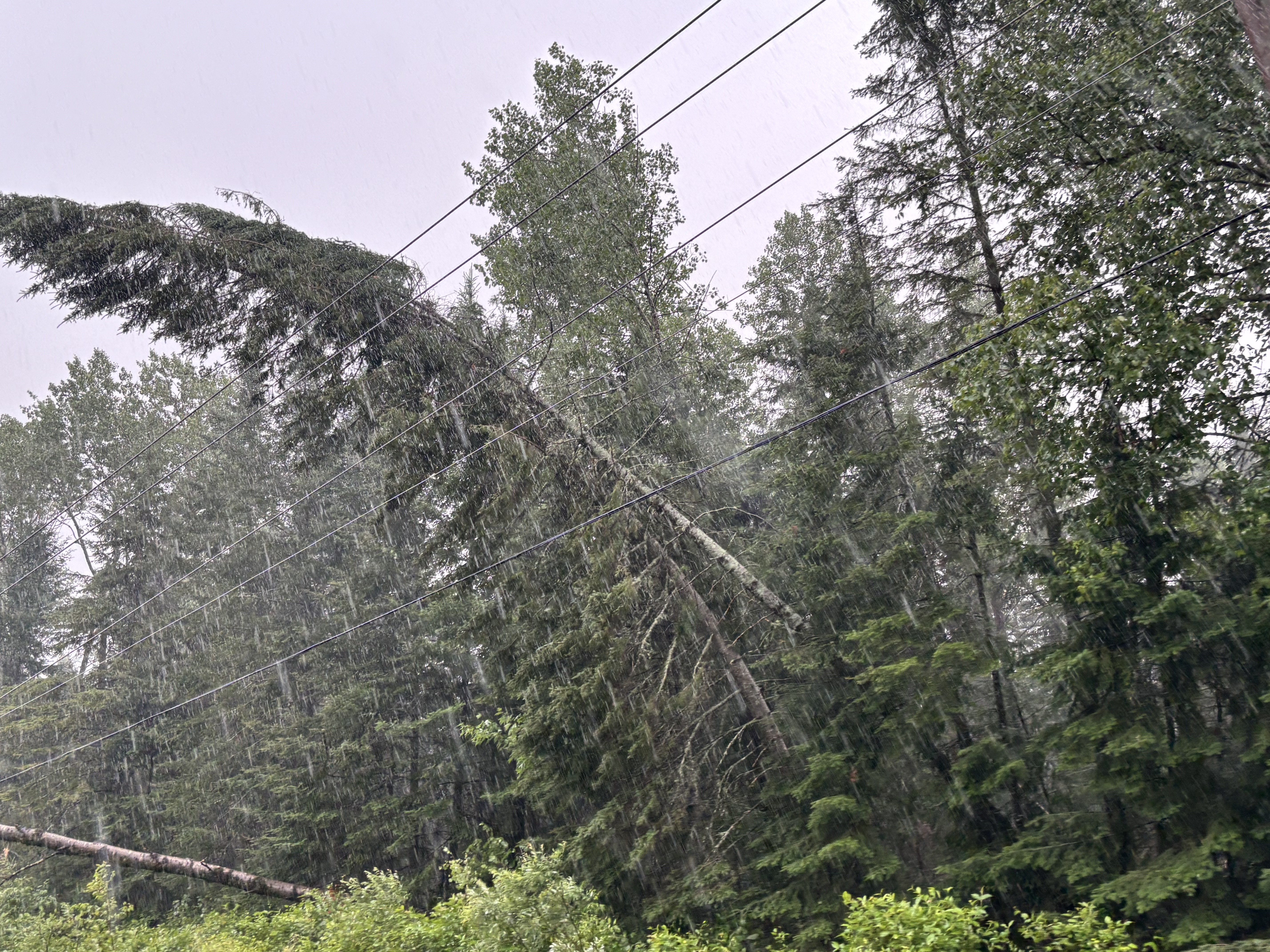 Foret dévasté