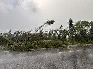 Foret dévastée