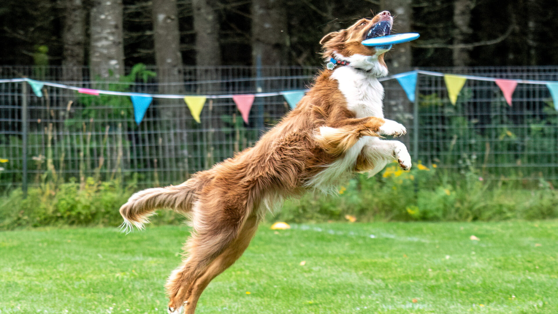 Que de plaisir pour le chien, le maître et le spectateur de voir le premier courir après le frisbee!
(Photo Raynald Morand)