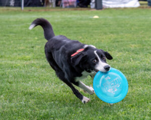 Un chien attrape un frisbee