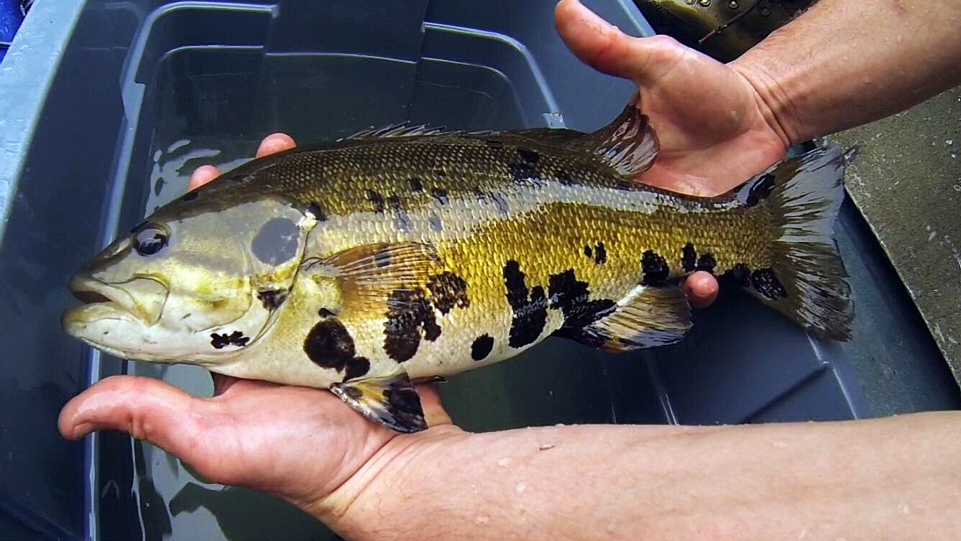 Un achigan atteint du syndrome du poisson tacheté.
(Photo - MELCCFP-States Geological Survey, Megan Schall)