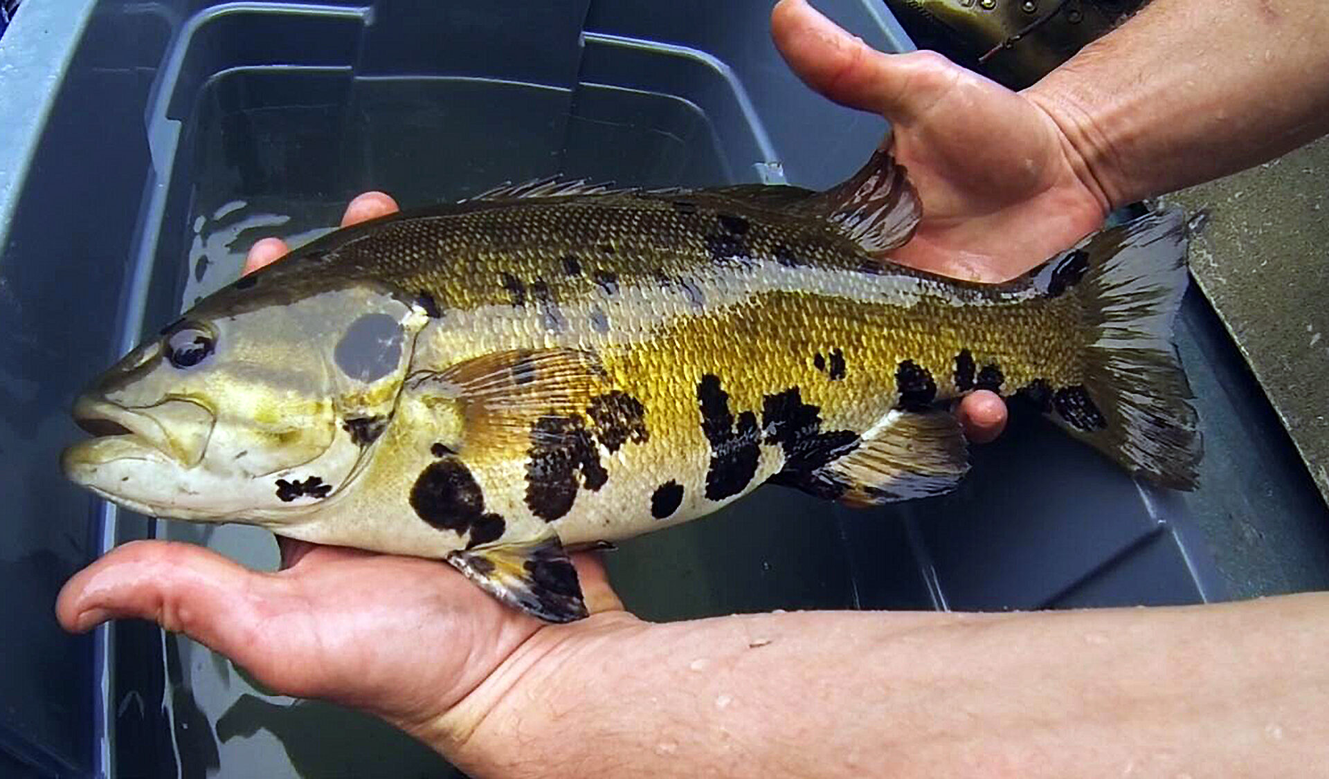 Un achigan atteint du syndrome du poisson tacheté.
(Photo - MELCCFP-States Geological Survey, Megan Schall)