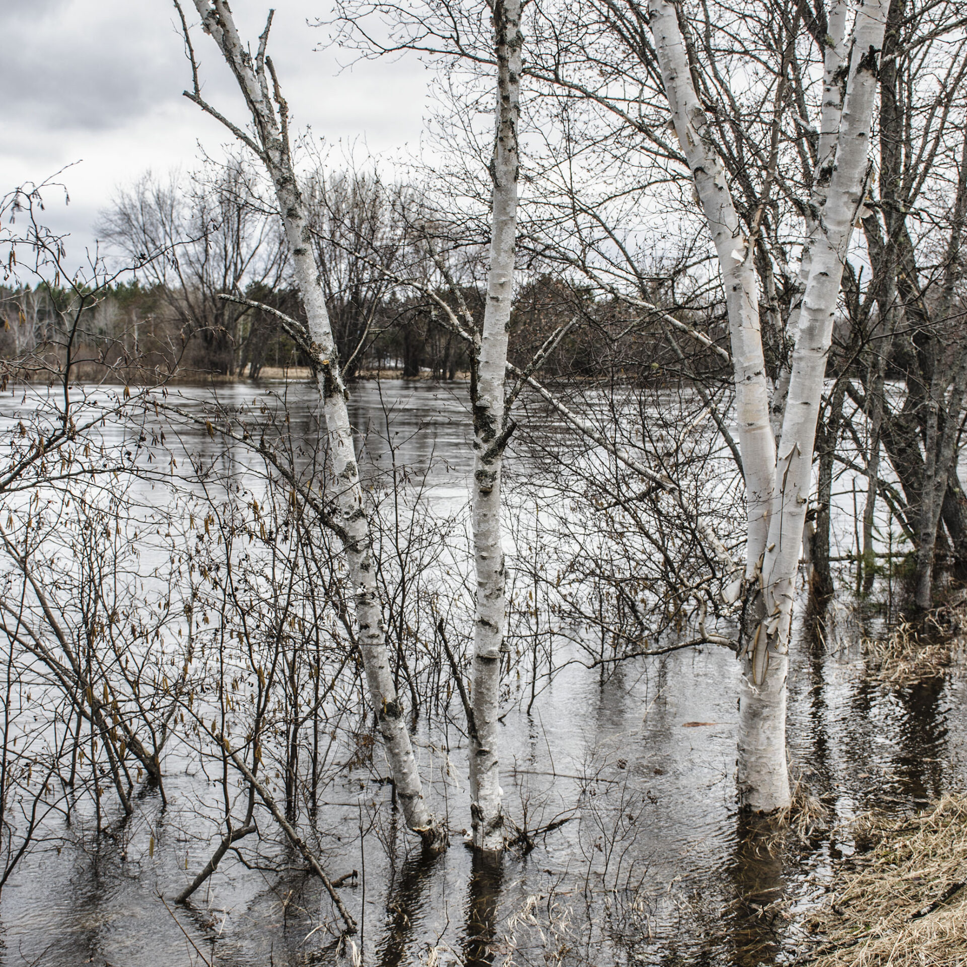 Photo Medialo Ronald McGRegor