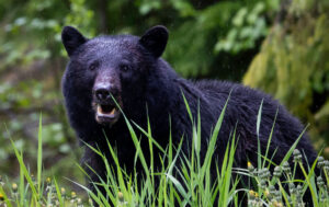 Ours noir dans la forêt