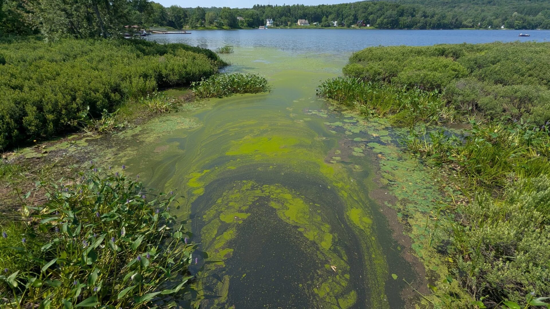 Le lac des Journalistes aux prises avec des cyanobactéries (algues vertes). (Photo - Facebook-Municipalité Ferme-Neuve)
