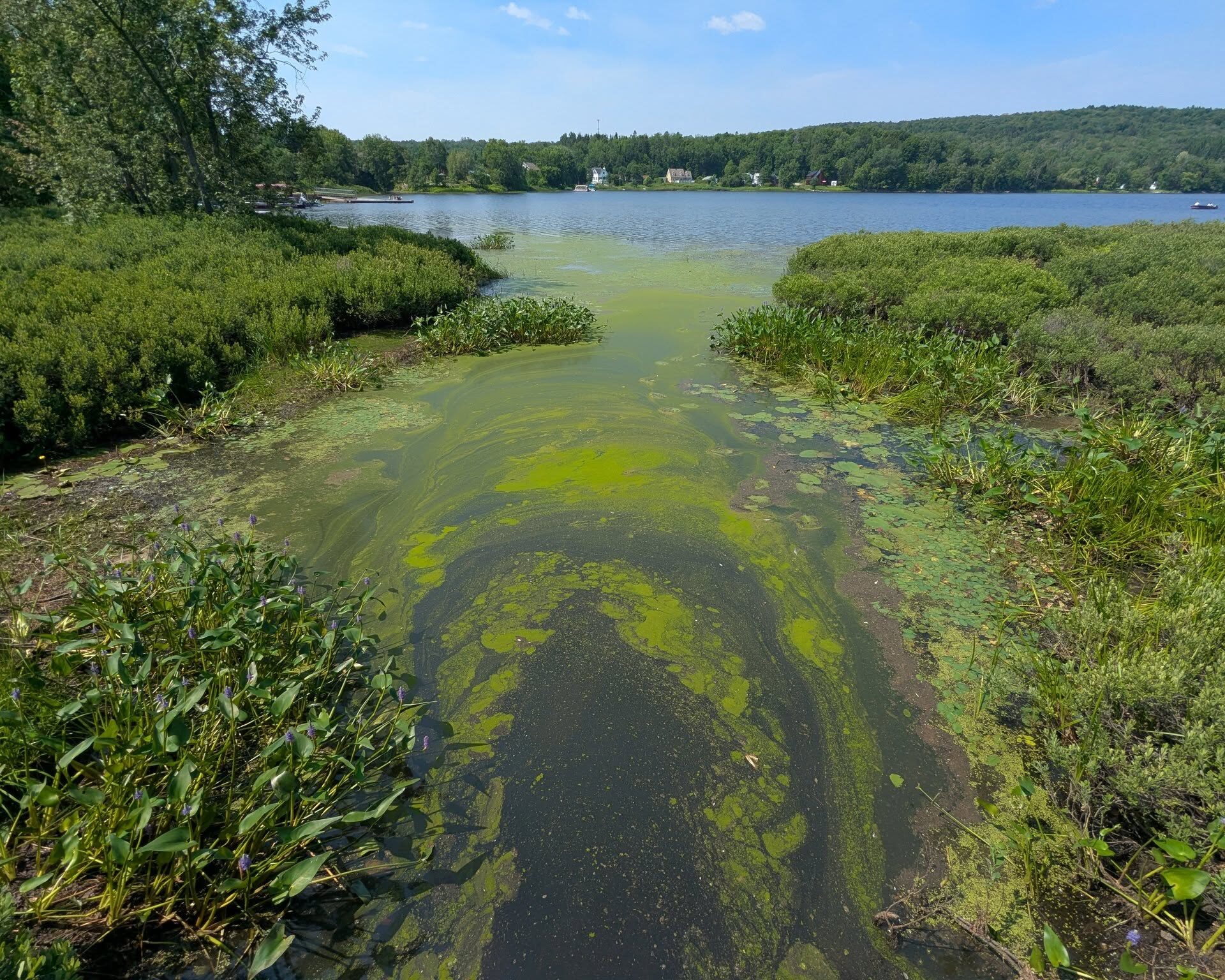 Le lac des Journalistes aux prises avec des cyanobactéries (algues vertes). (Photo - Facebook-Municipalité Ferme-Neuve)