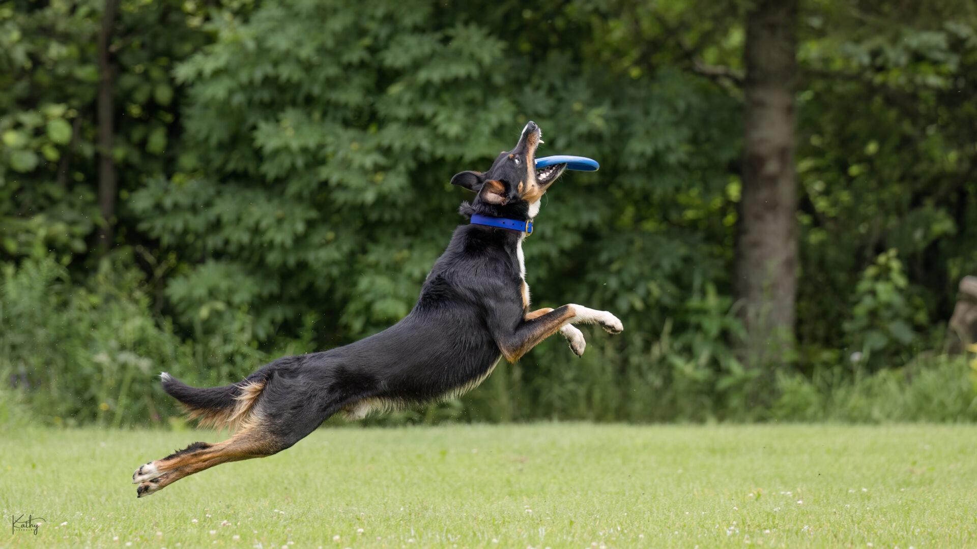 Thunderoo, le chien.
(Photo gracieuseté)