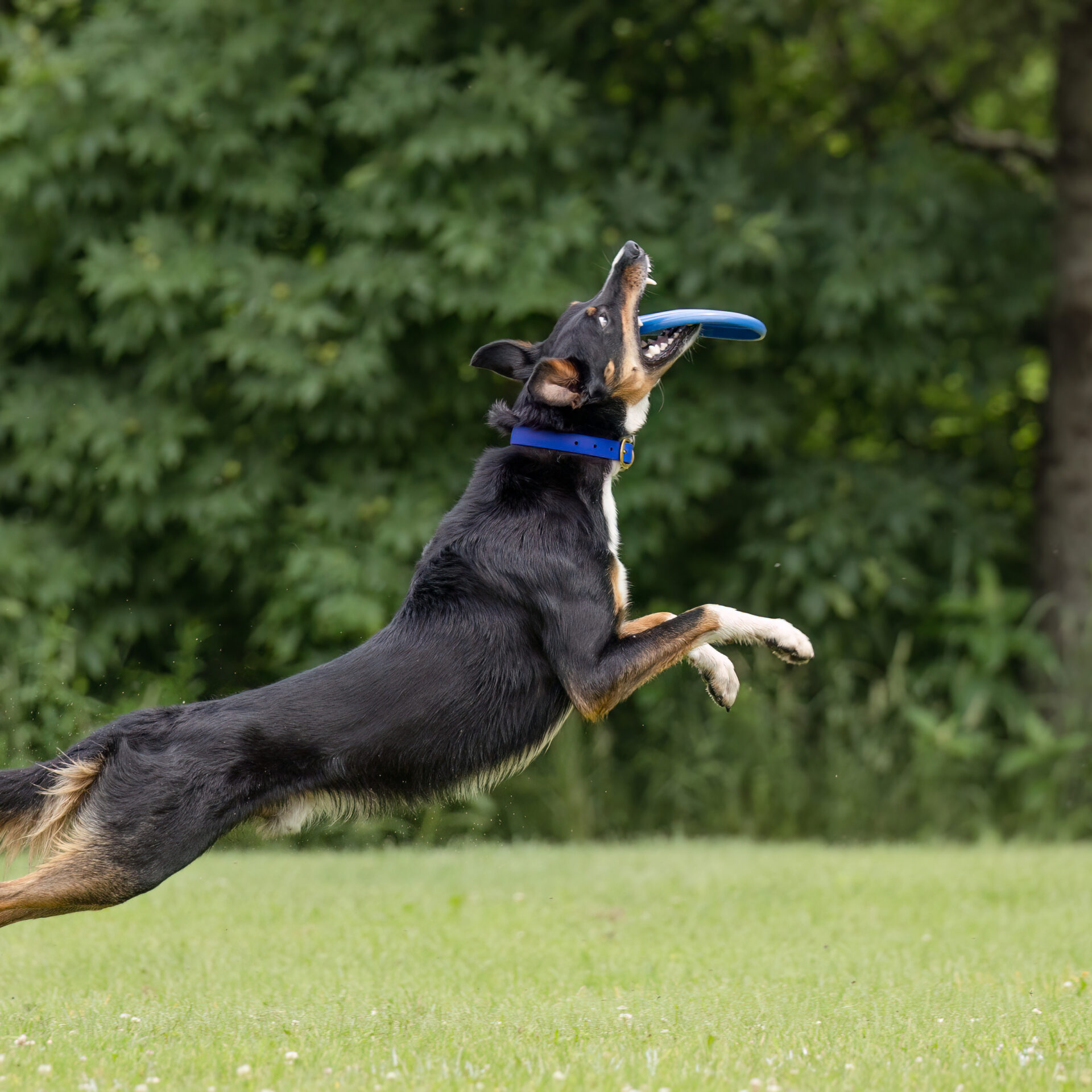 Thunderoo, le chien.
(Photo gracieuseté)