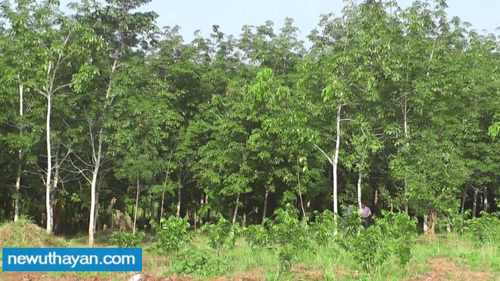 IMG-8c1b535db6b162184f71bcaf5b1f5675-V.j