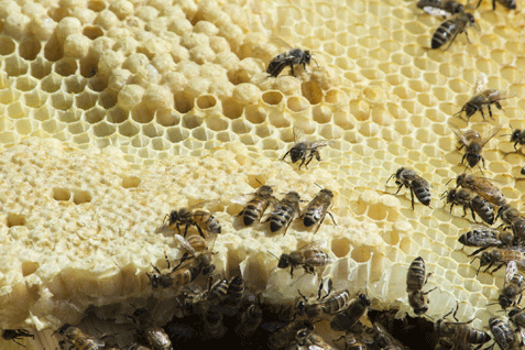 ruche d'abeilles