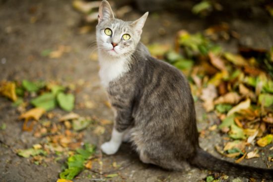 chat errant d'autre 'tre