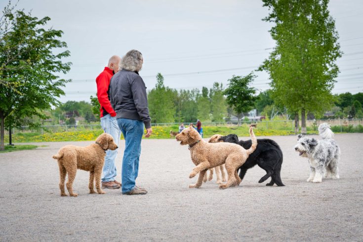Parc canin