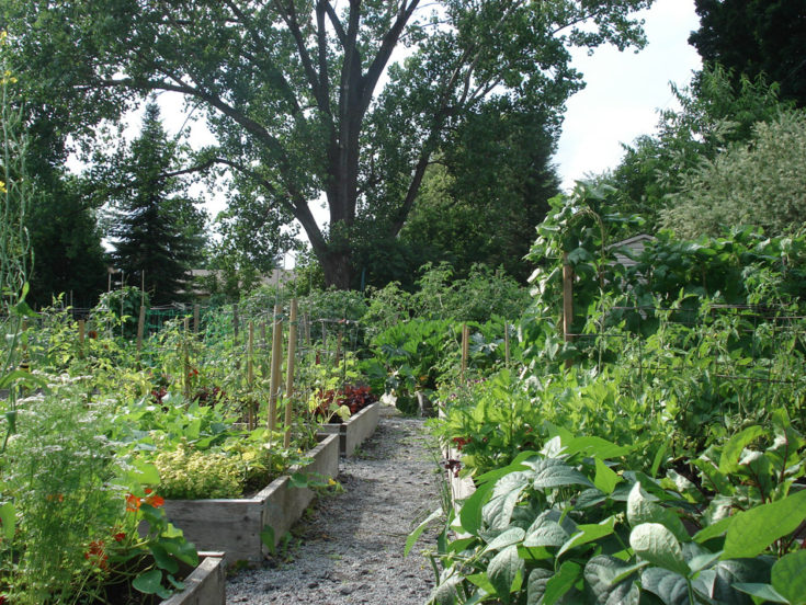 Le jardin communautaire