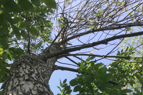 arbre atteint de l'agrile du frêne