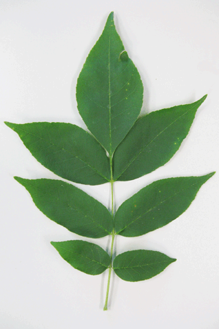 feuille du frêne