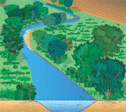 dessin bande riveraine