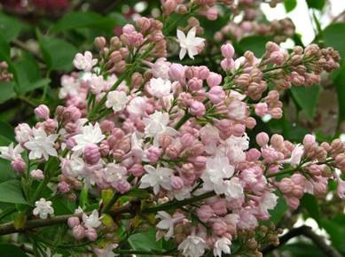 lilas