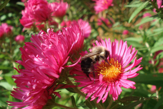 abeille dans une fleur rose