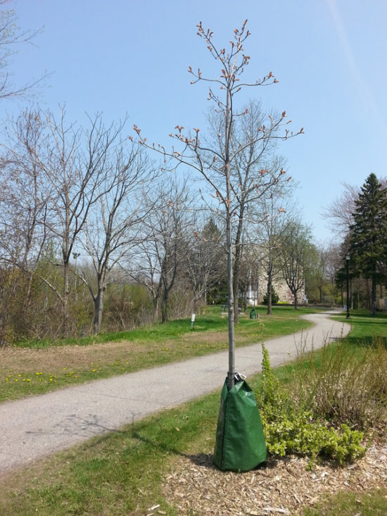 arbre avec un sac d'arrosage