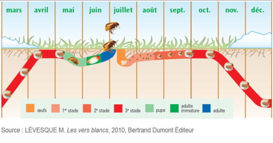 cycle de vie du ver blanc