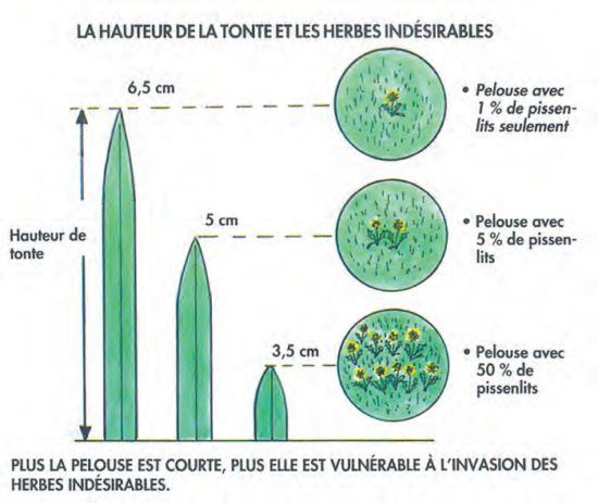 contrôle des plantes indésirables