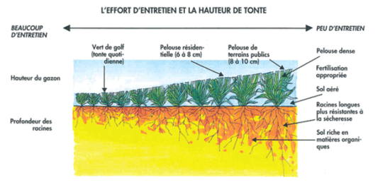 entretien écologique de la pelouse