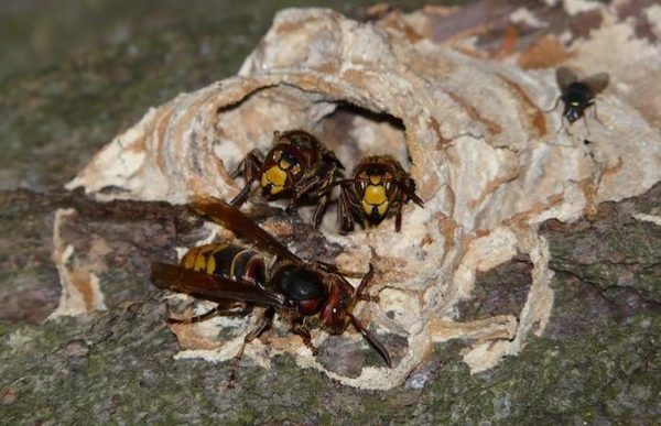 Roanne : a man in a coma after a sting of the hornet | The ...