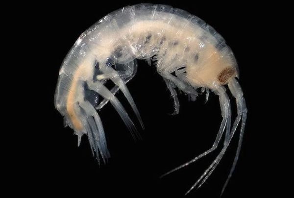 Australia : small crustaceans devoured the feet of a teenager | The ...