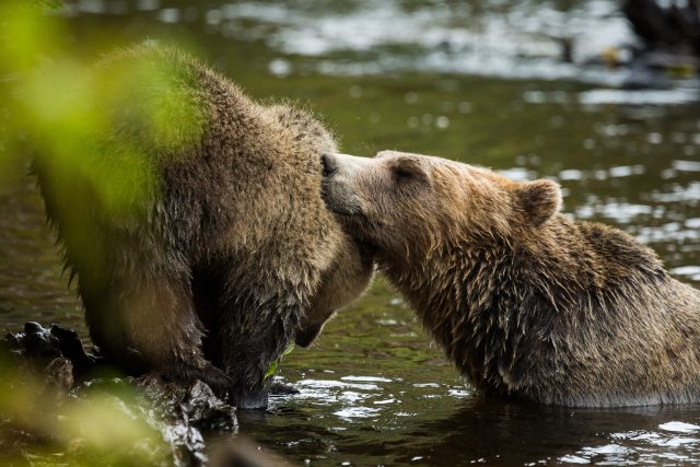 Mother Bear showing love to her cub