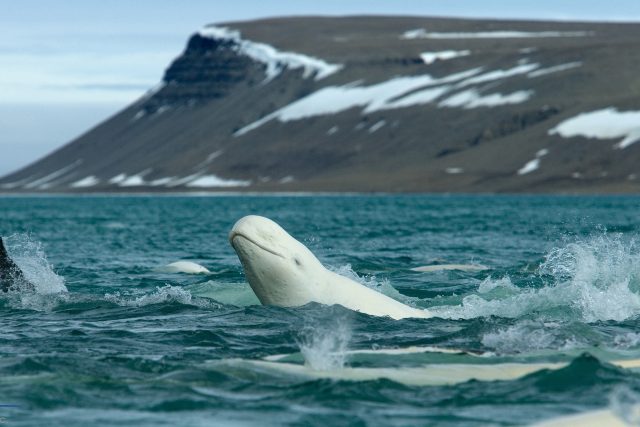 Belugas whales frolicking in the inlet