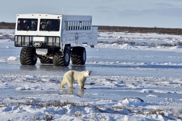 Tundra Bug with Polar Bear