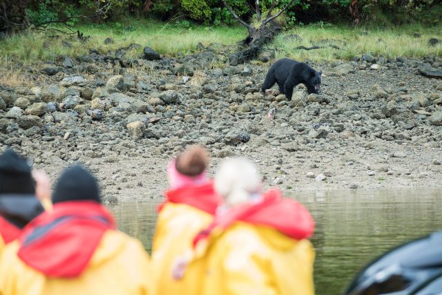 Bears on the shoreline with people watching from a distance