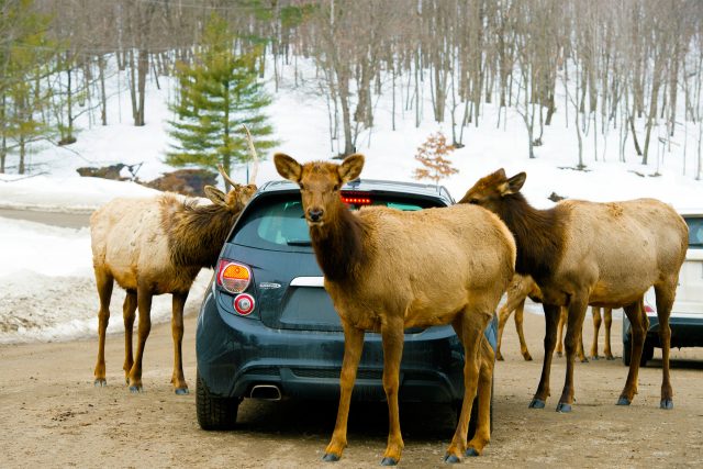 Elk deer standing around a car