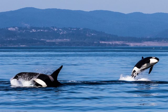 Orca whales in the water.