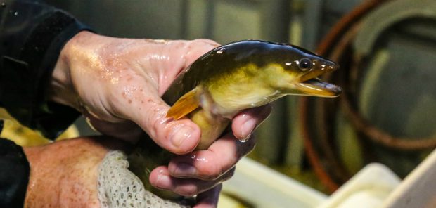 An Endangered Species in Ontario: The Slippery But Sensitive American Eel