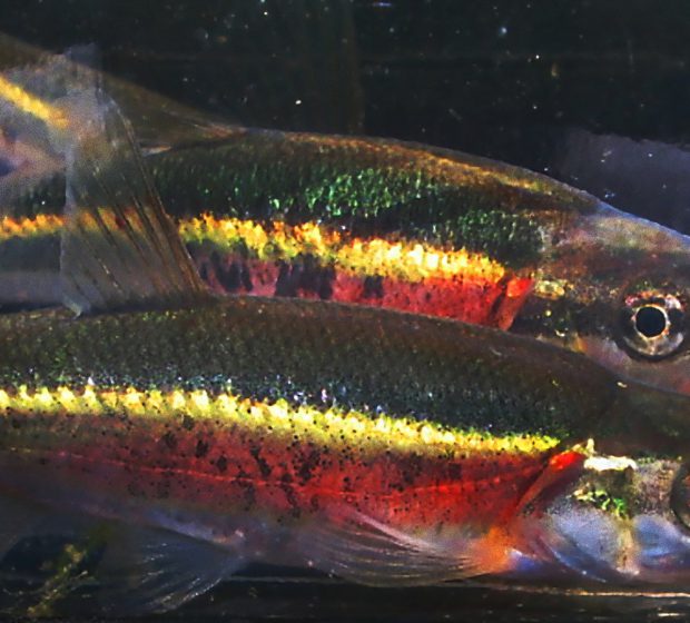 Monitoring Sensitive Fish Species on Seaton Development Lands