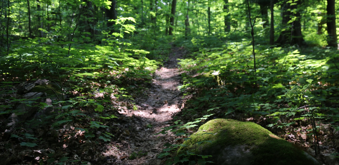 hiking trail at glen haffy conservation area