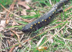 Yellow Salamander