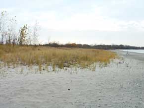 Switchgrass