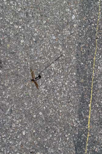 ichneumon wasp