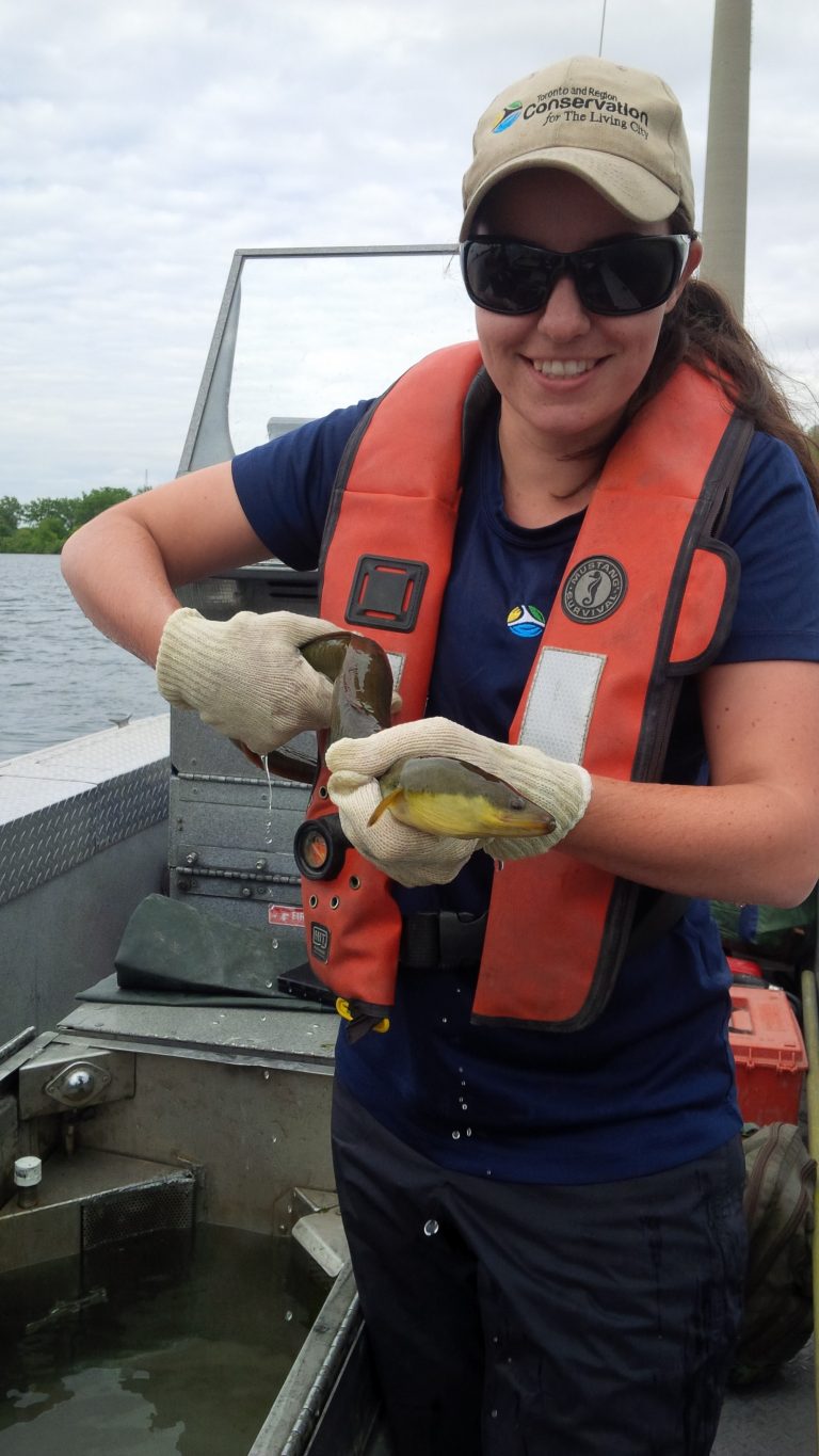 American Eel Hearn Station
